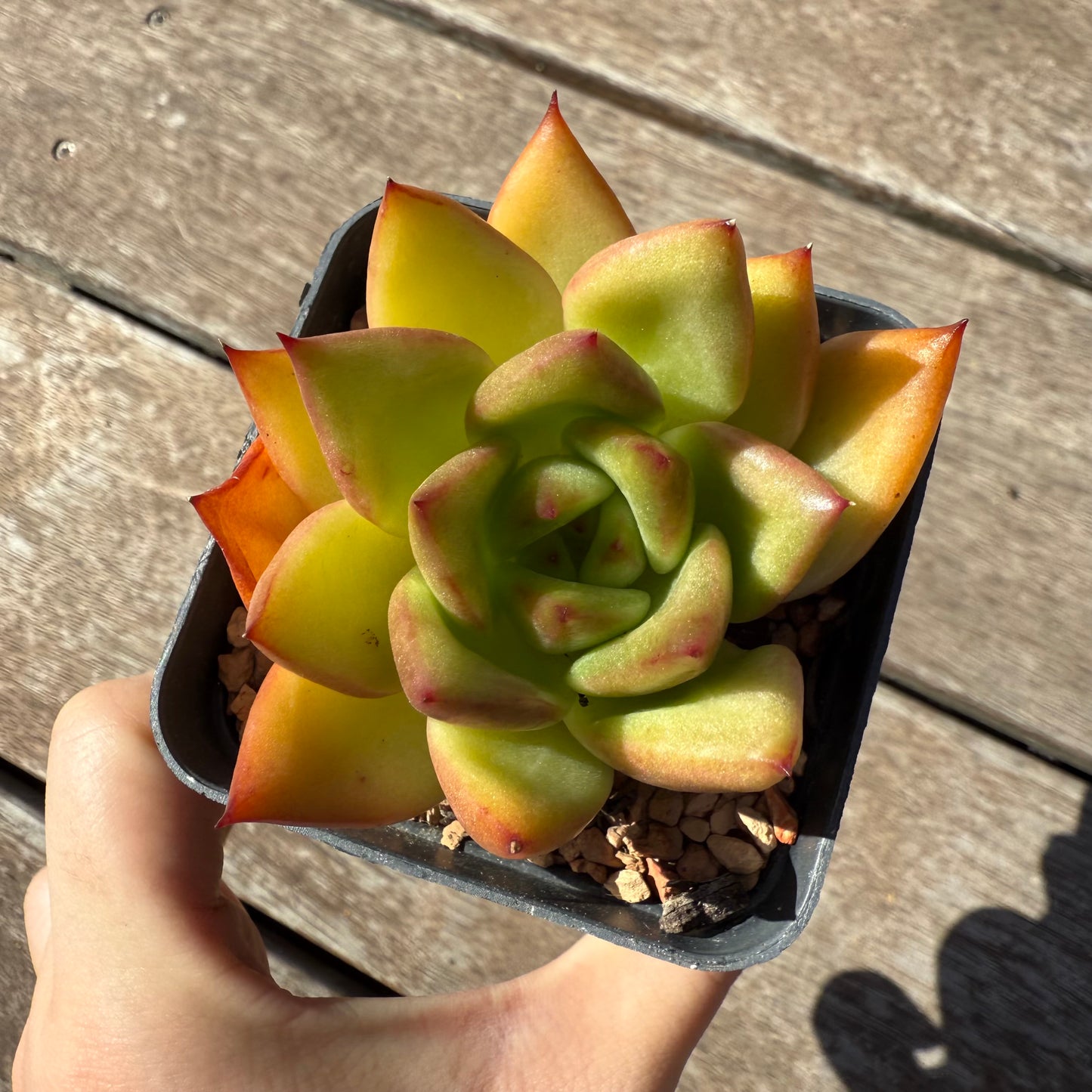 1103 Echeveria Agavoides 'Victor Reiter'