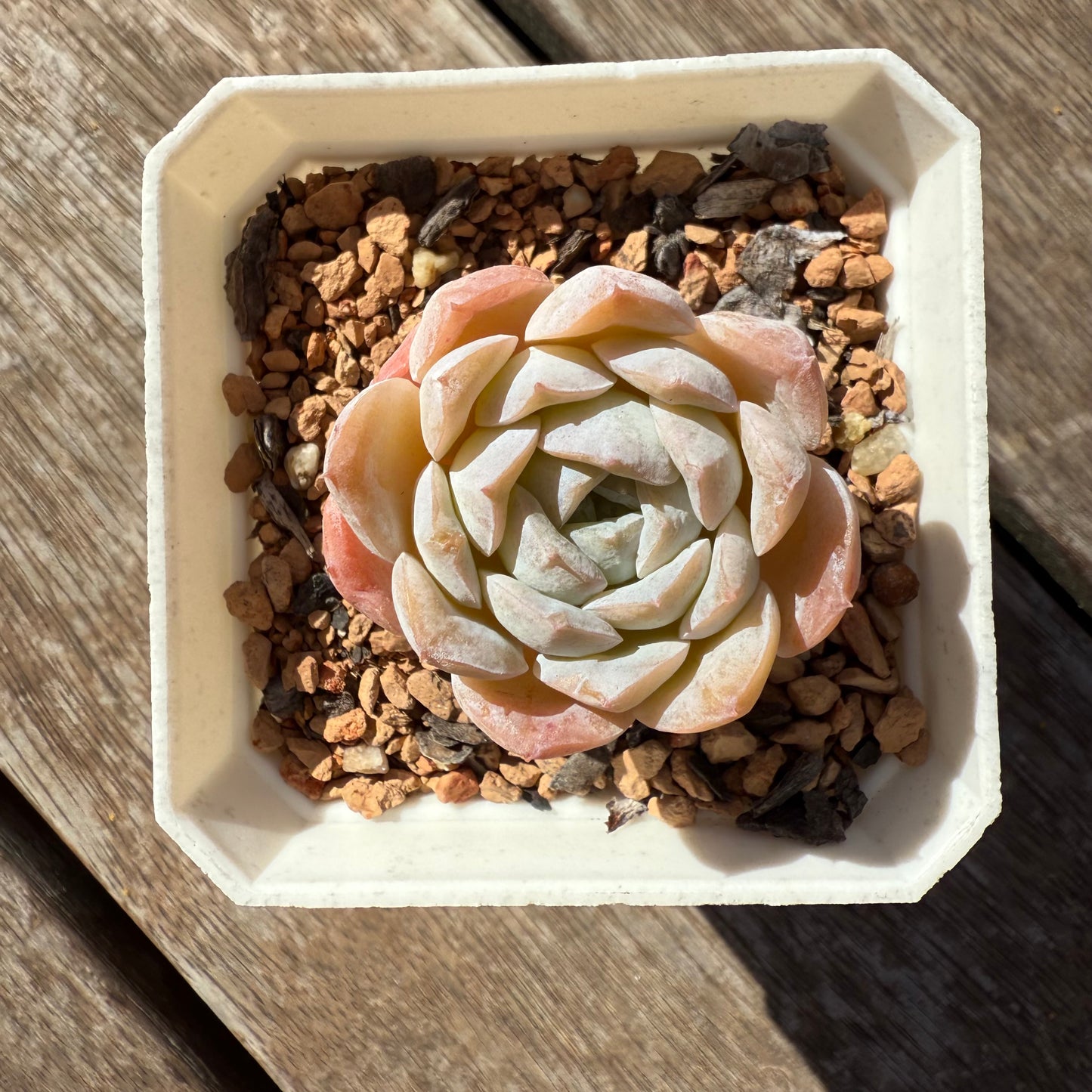 1103 Echeveria 'Amazing Grace' - Korean Form