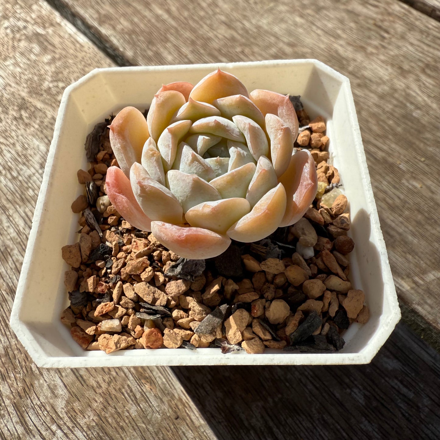 1103 Echeveria 'Amazing Grace' - Korean Form