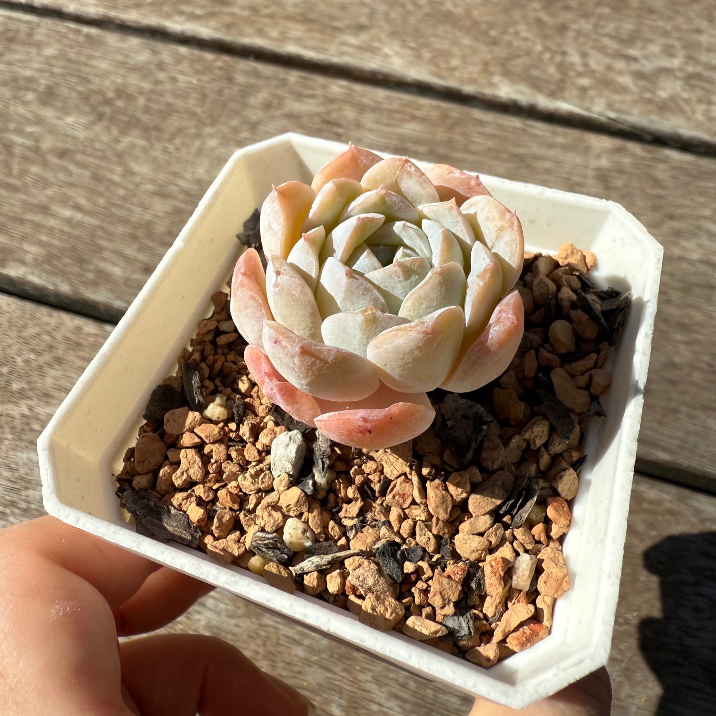 1103 Echeveria 'Amazing Grace' - Korean Form