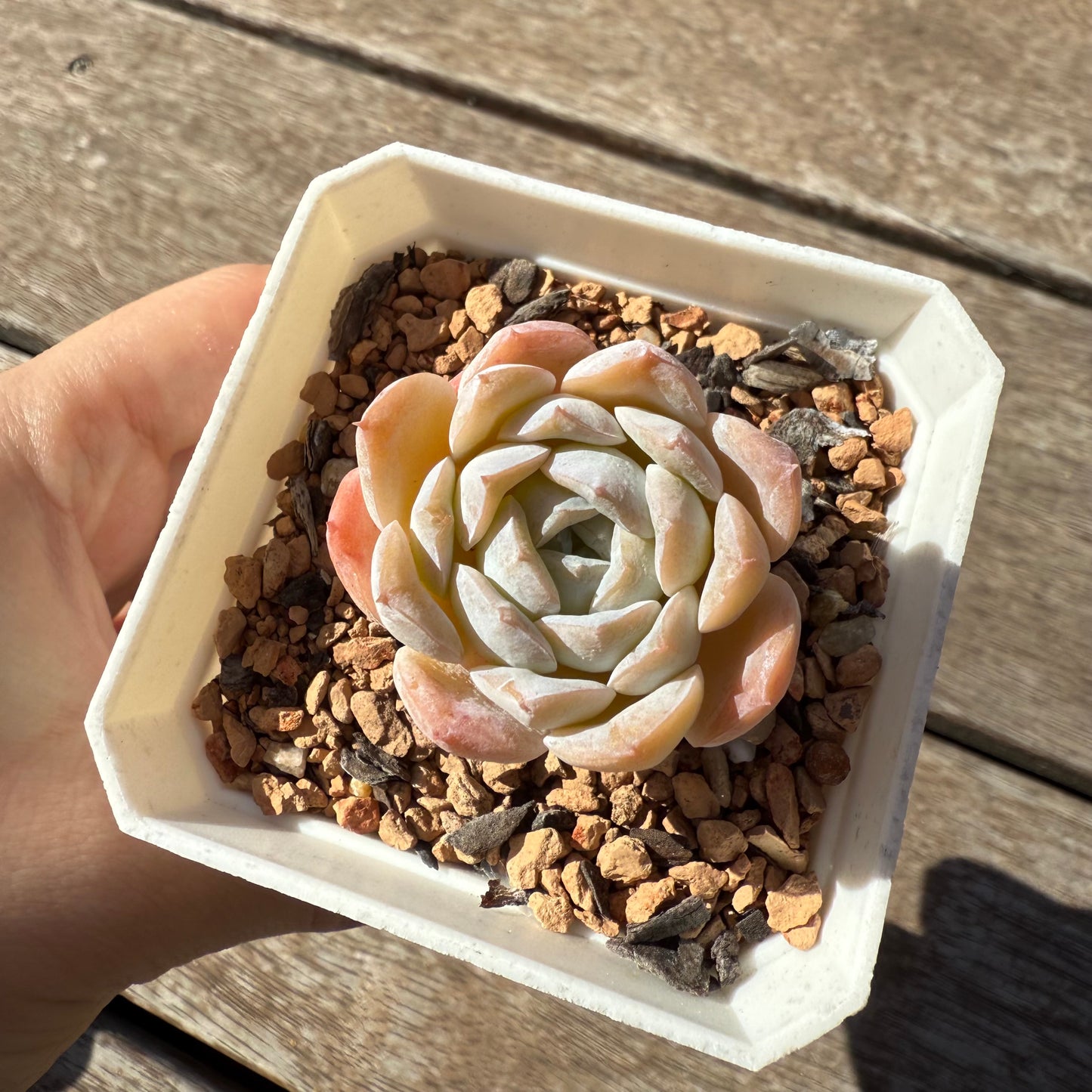 1103 Echeveria 'Amazing Grace' - Korean Form