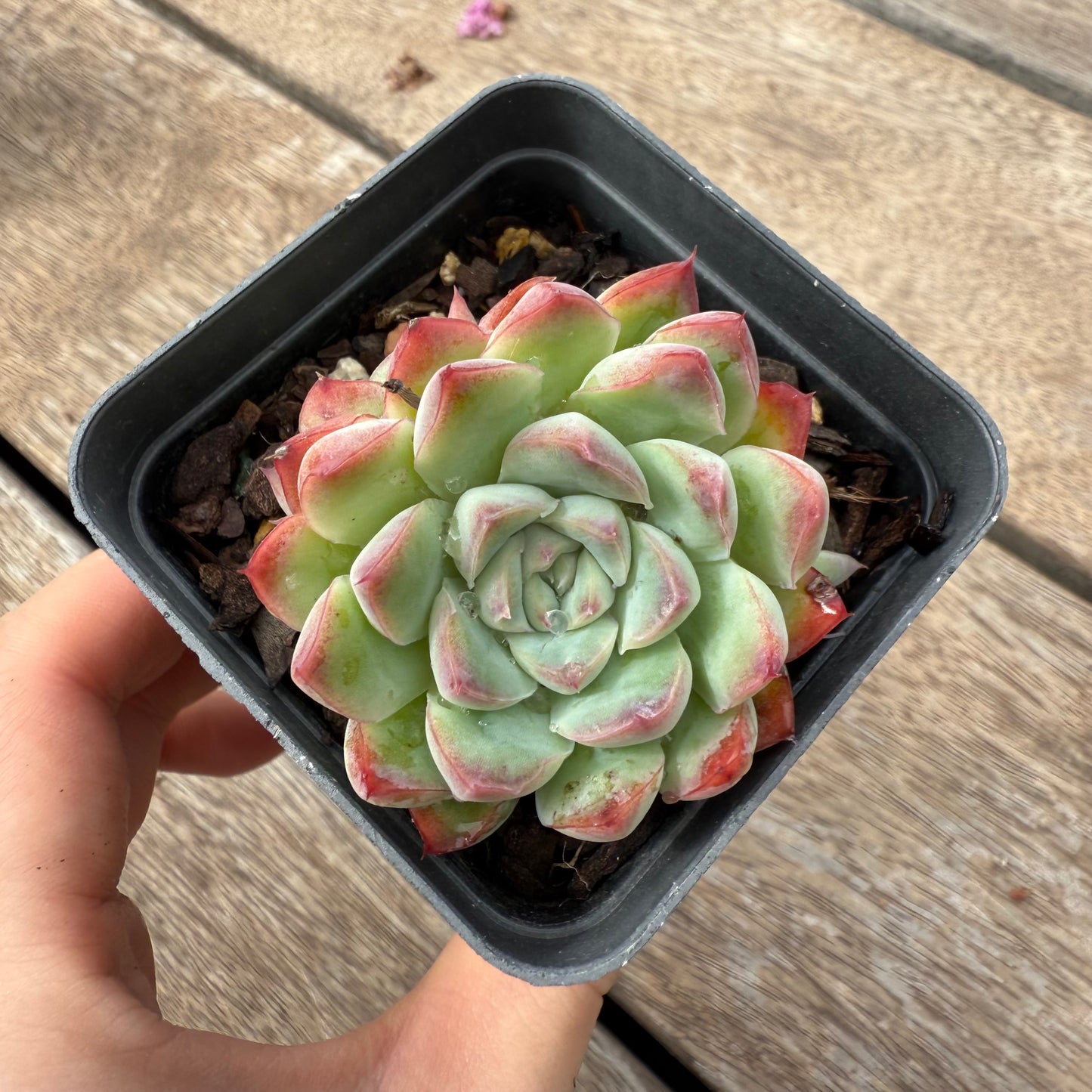 1103 Echeveria Barbie Doll (Multi)