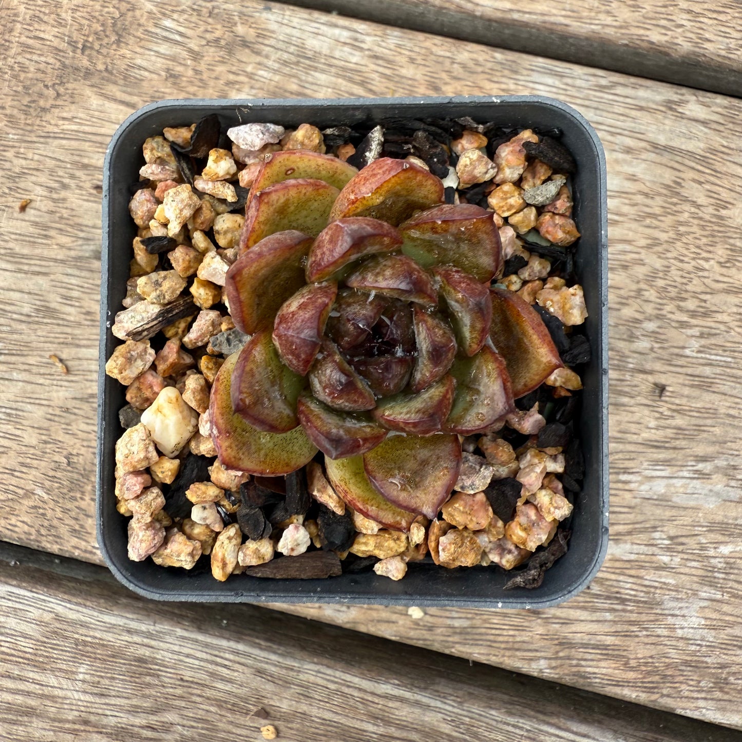 1103 Echeveria Black Crystal