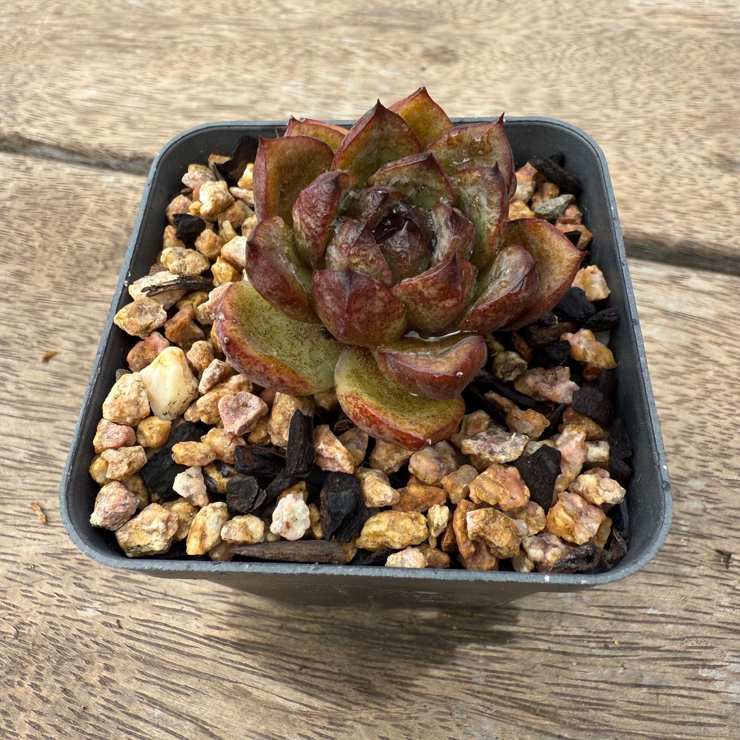 1103 Echeveria Black Crystal