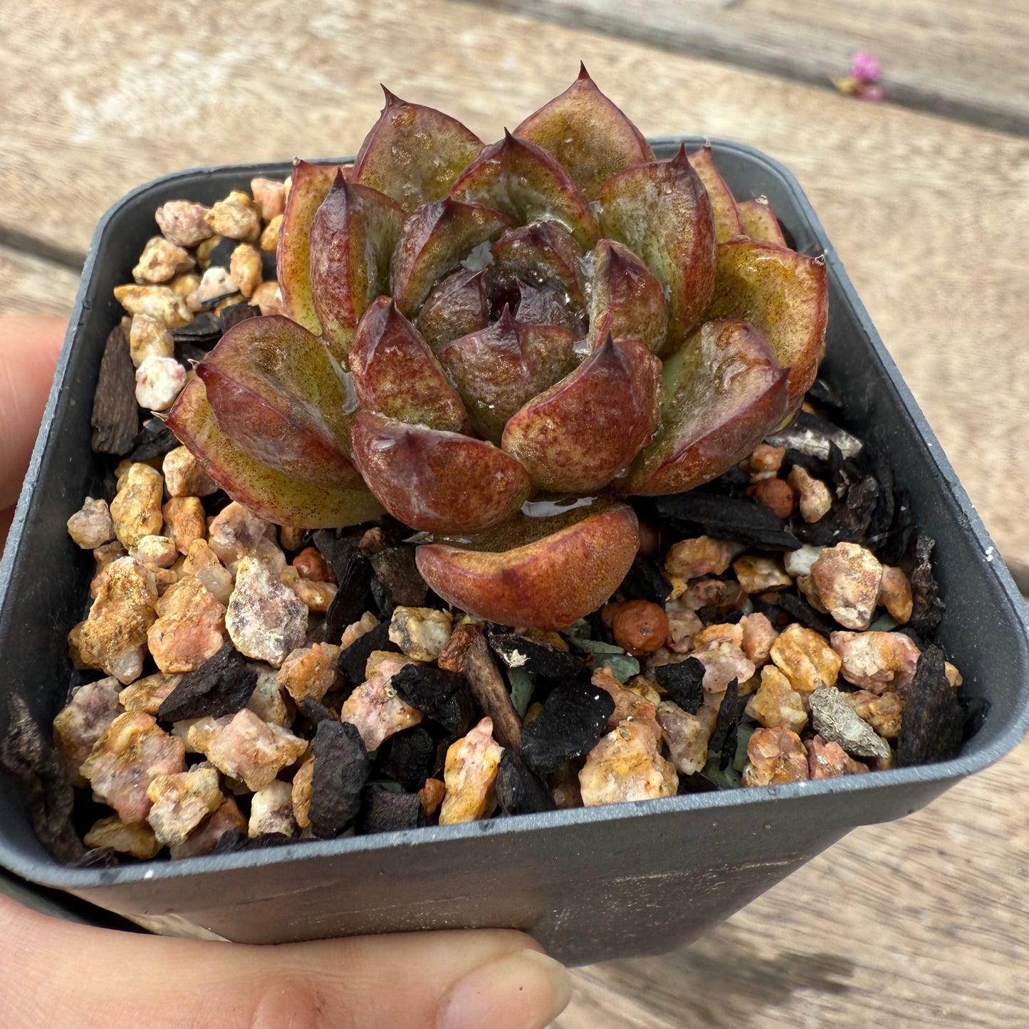 1103 Echeveria Black Crystal