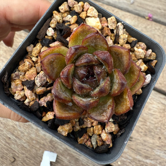 1103 Echeveria Black Crystal