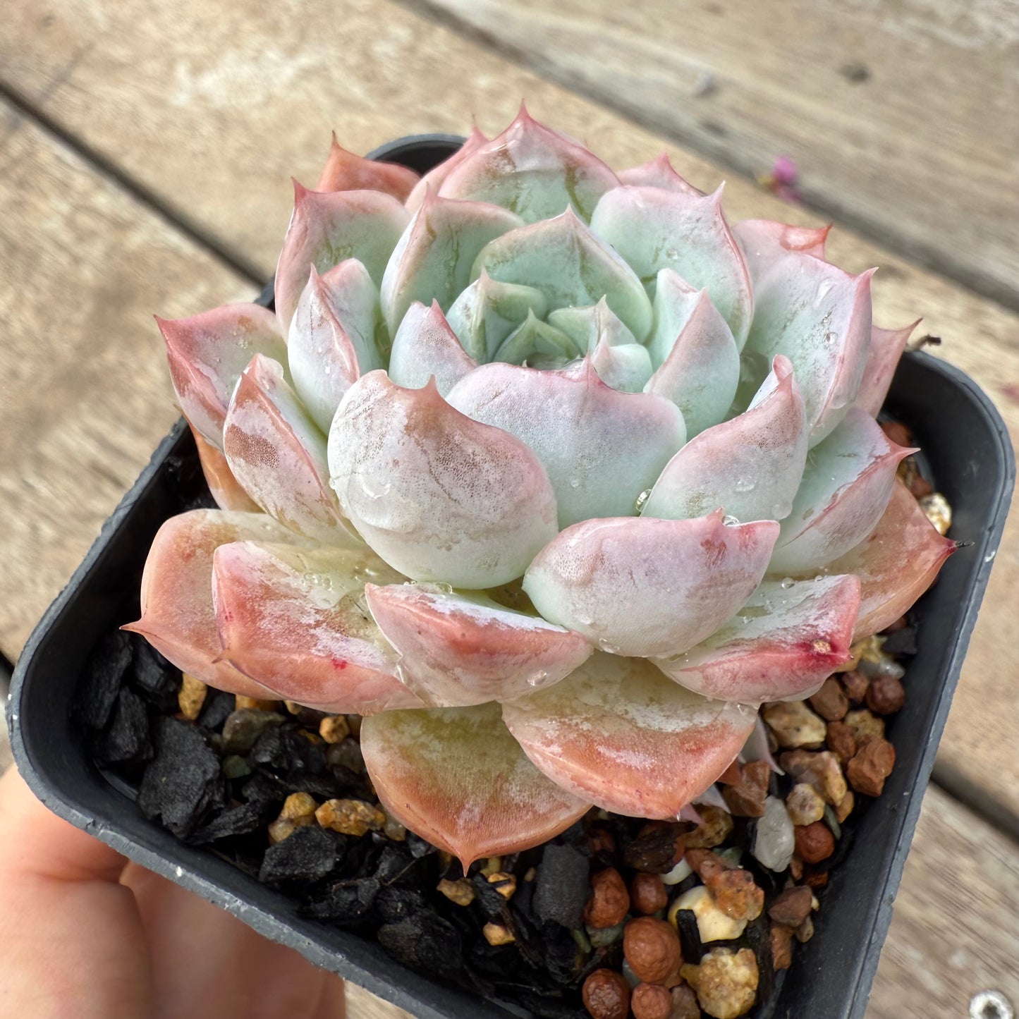 1103 Echeveria Blue Elegans