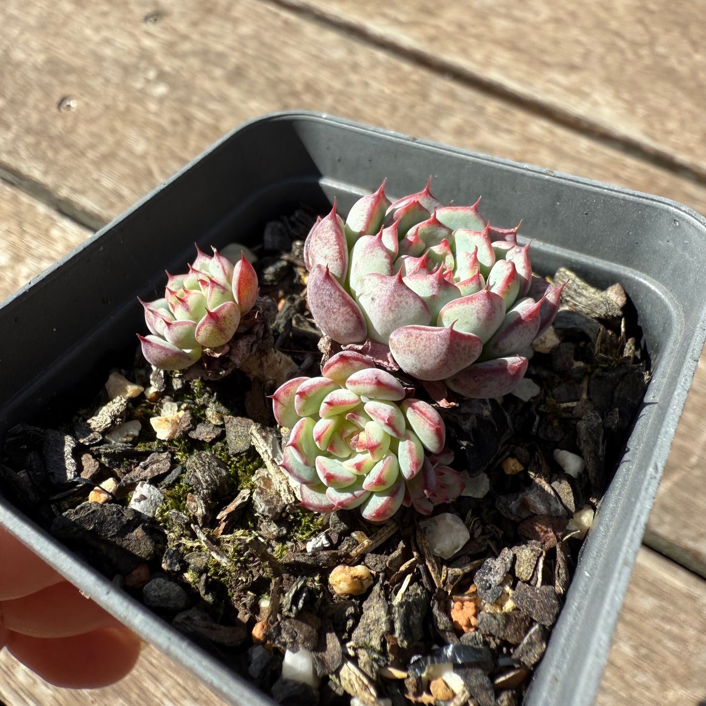 1803 Echeveria Blue Minima