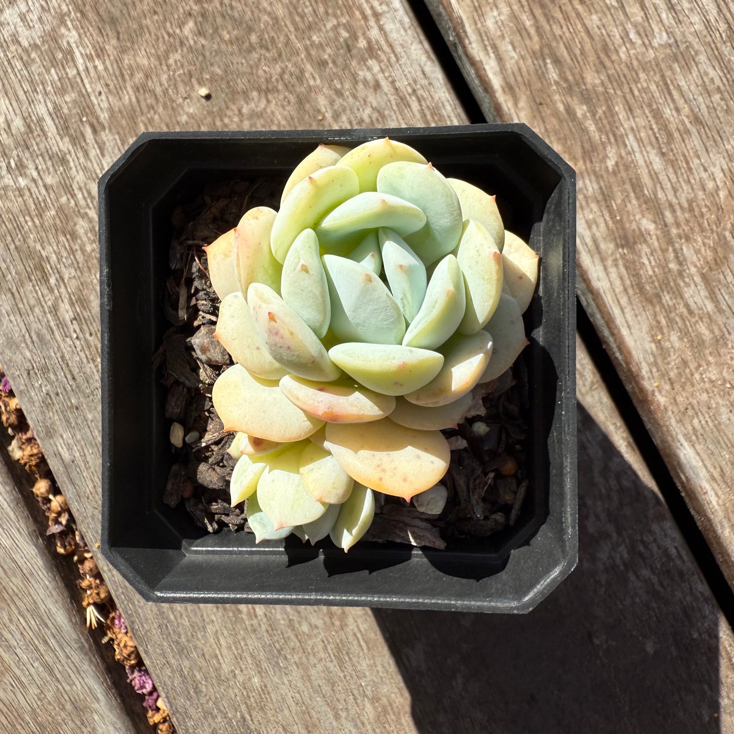 1803 Echeveria Derlu