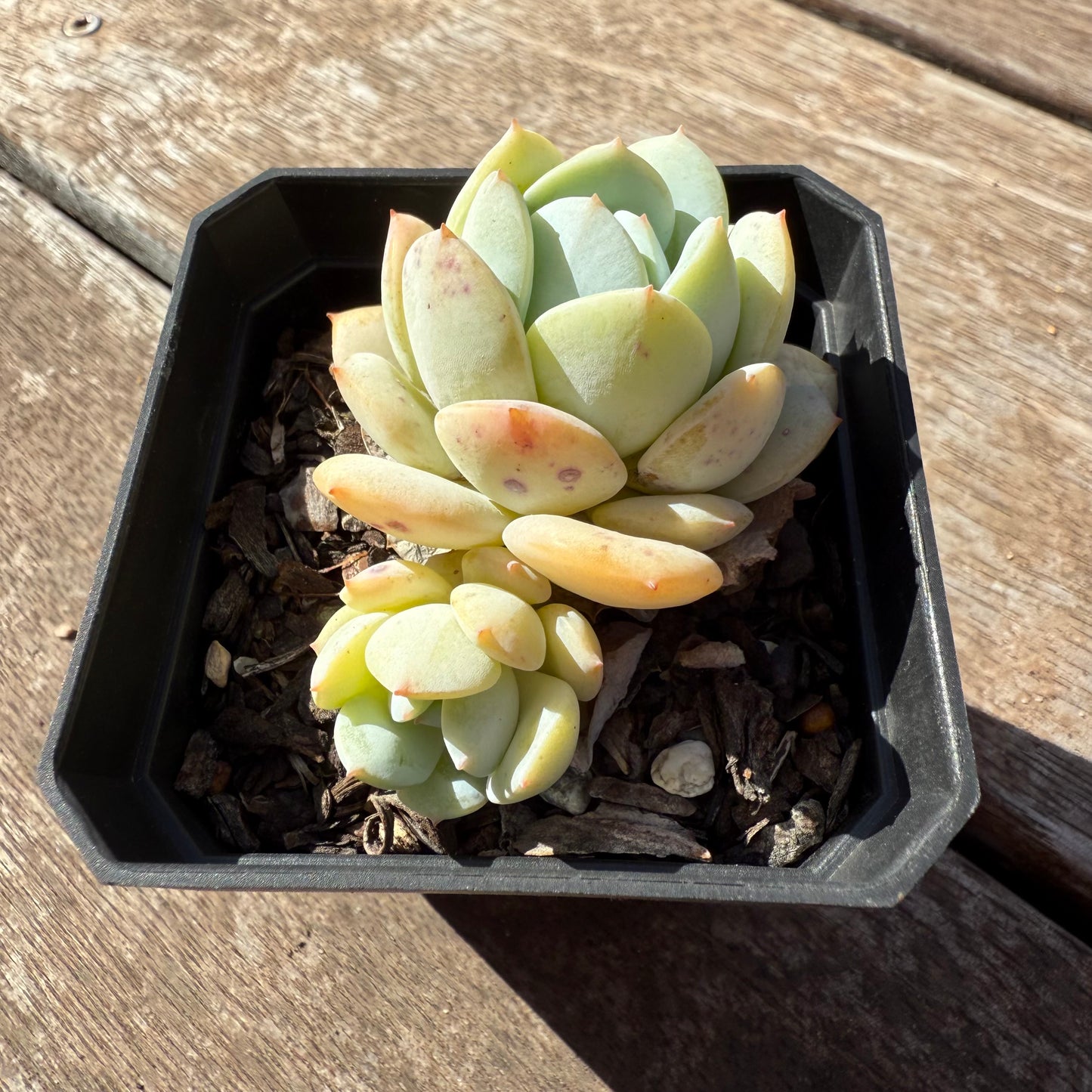 1803 Echeveria Derlu