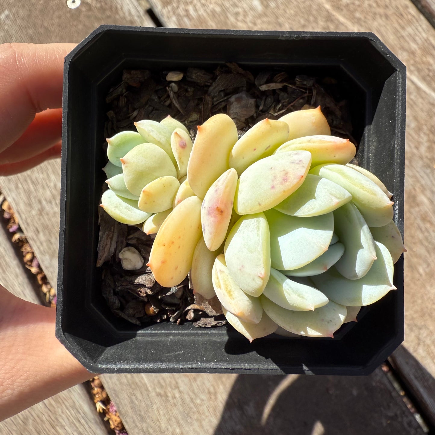 1803 Echeveria Derlu