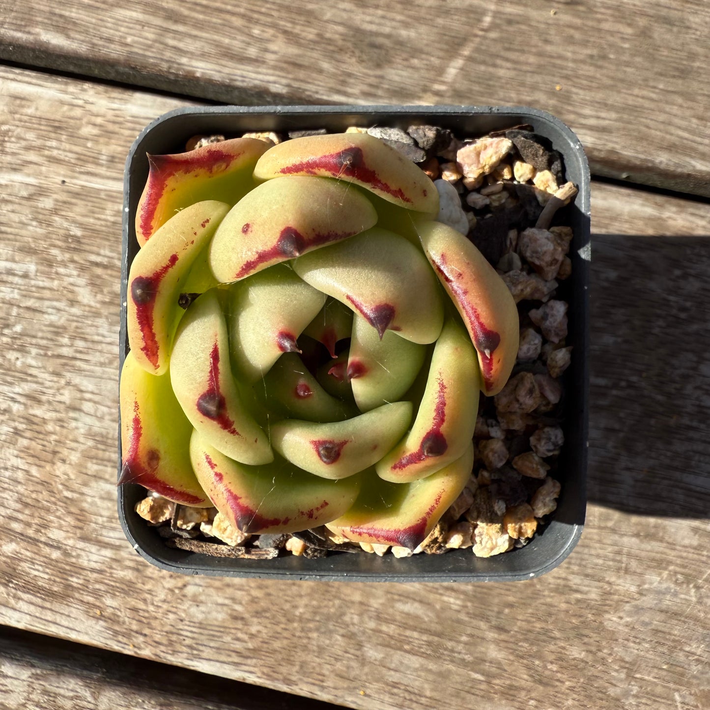 1803 Echeveria Agavoides Ebony (Fat Form)