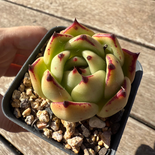1803 Echeveria Agavoides Ebony (Fat Form)