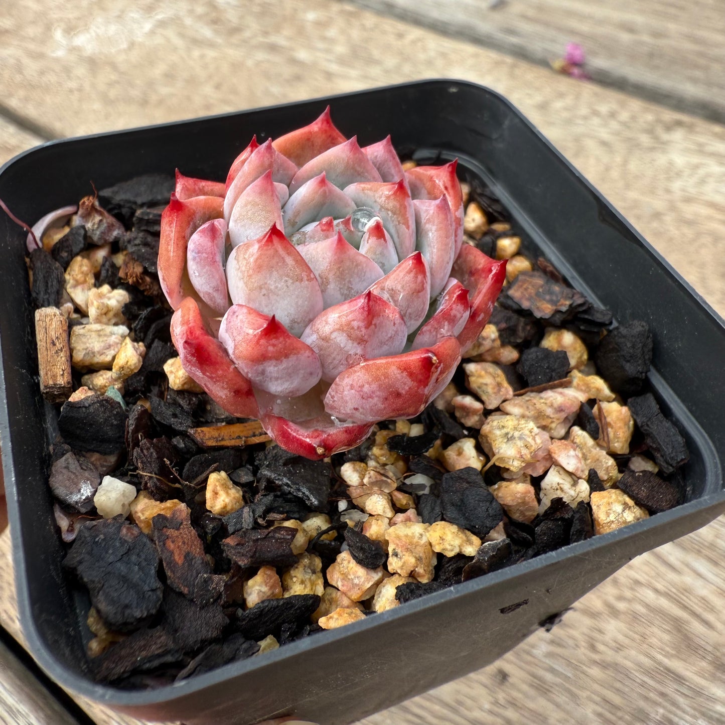 1103 Echeveria Frosty Bloom