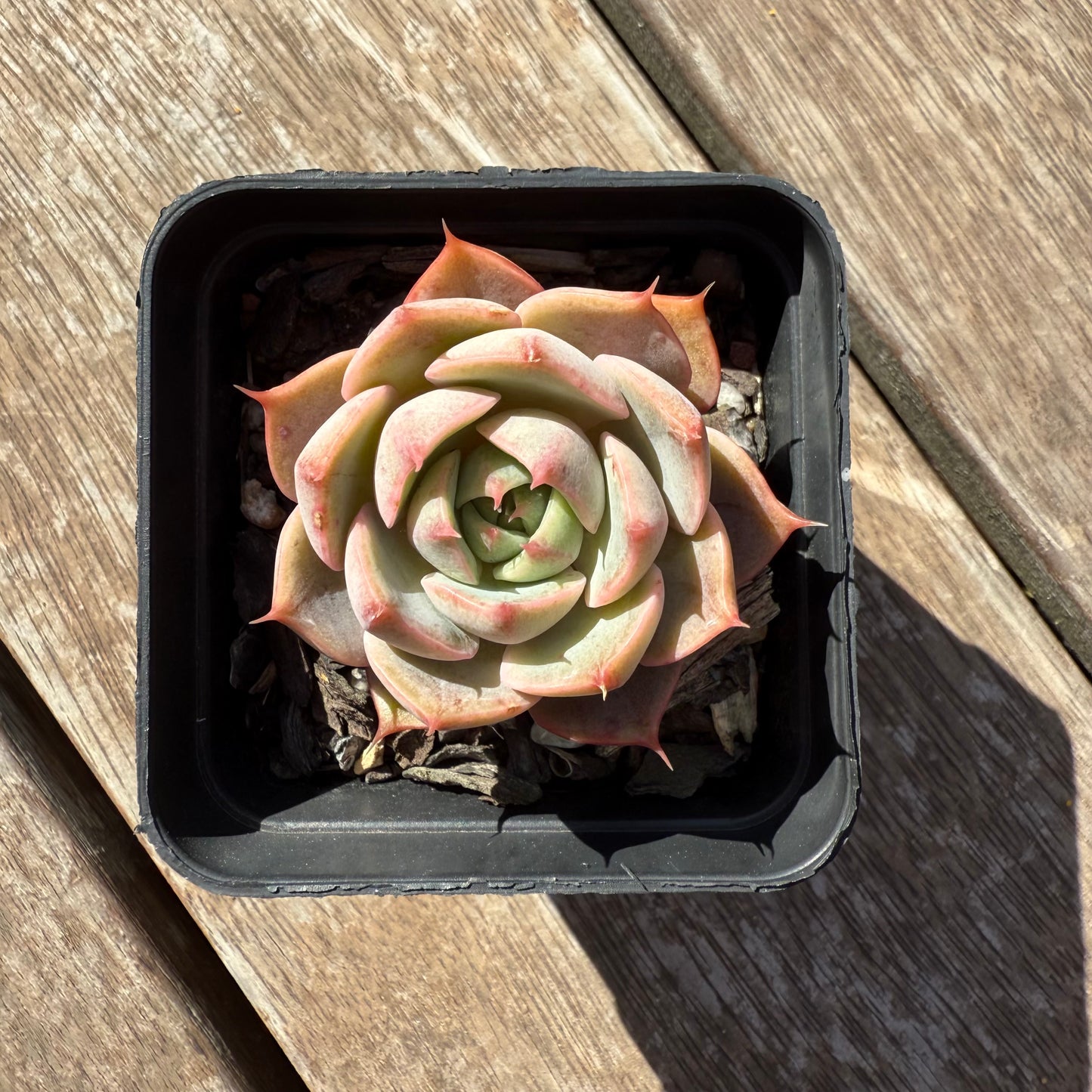1803 Echeveria Lily