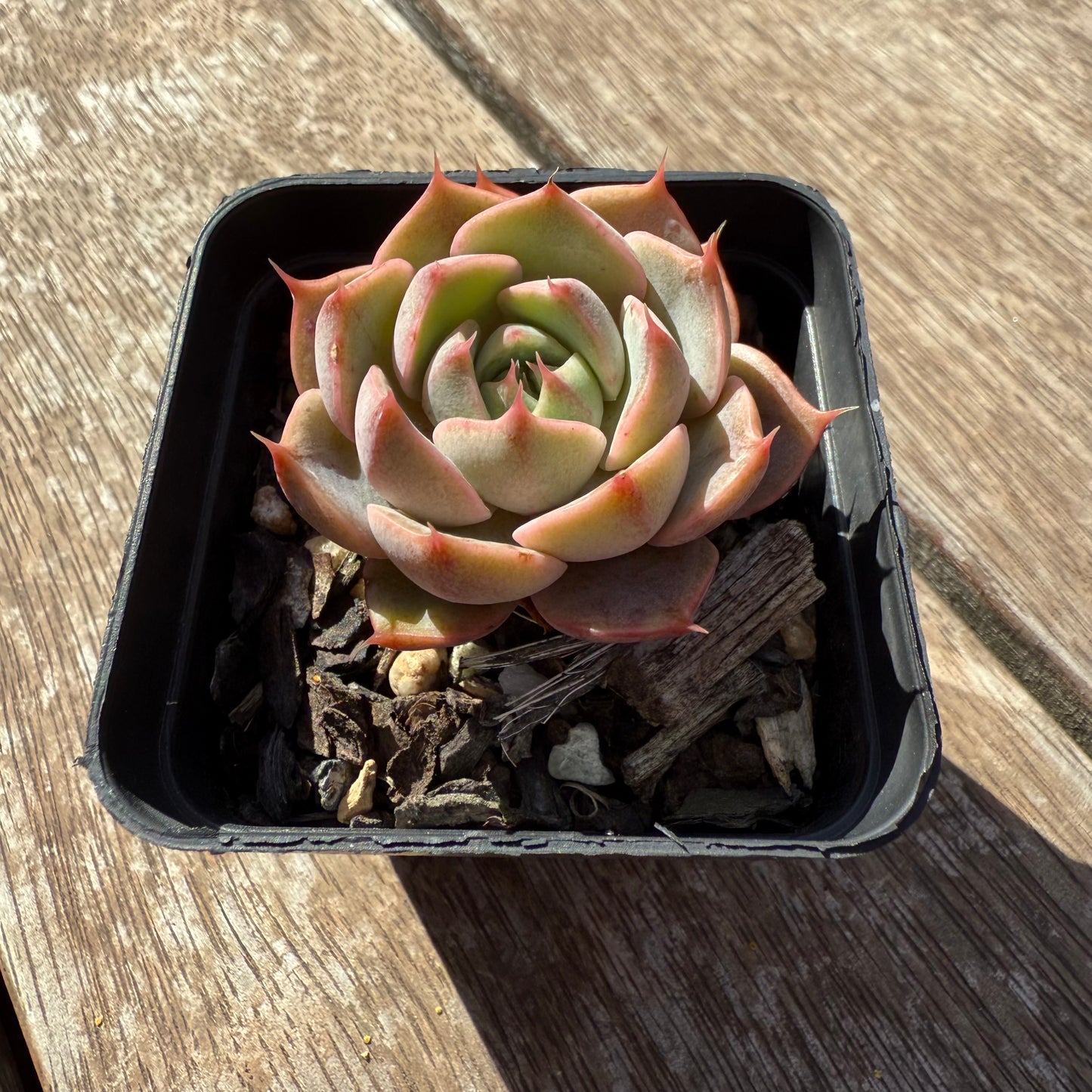 1803 Echeveria Lily
