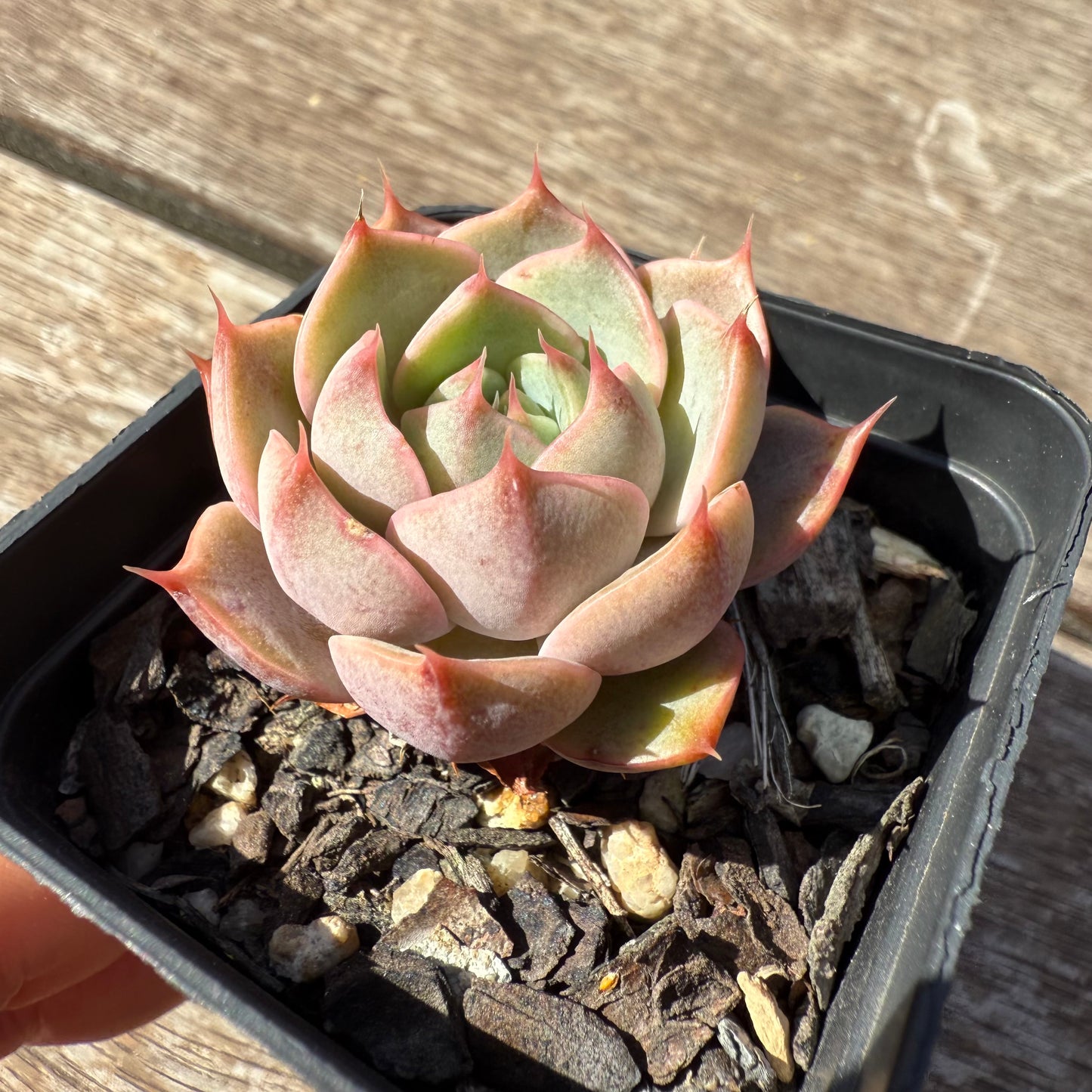 1803 Echeveria Lily