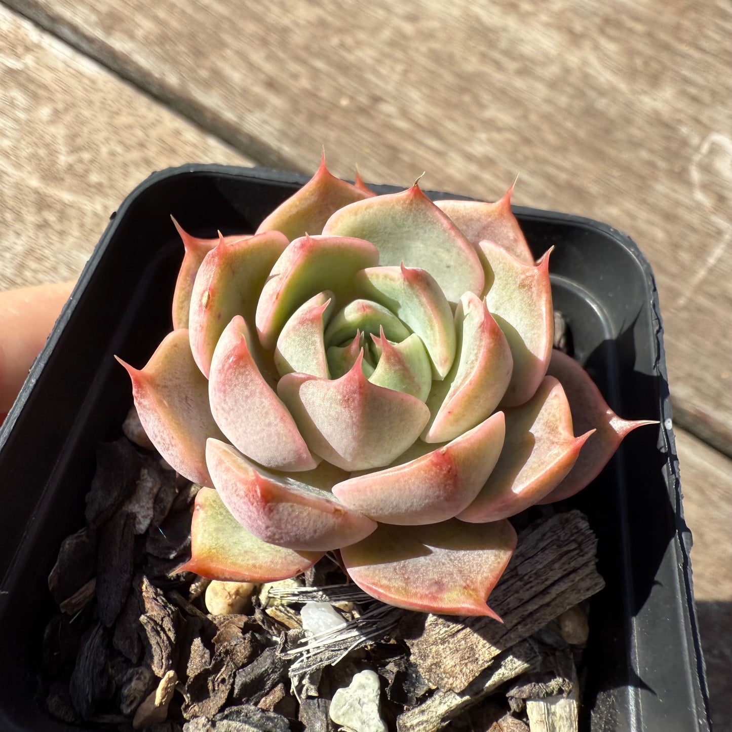 1803 Echeveria Lily