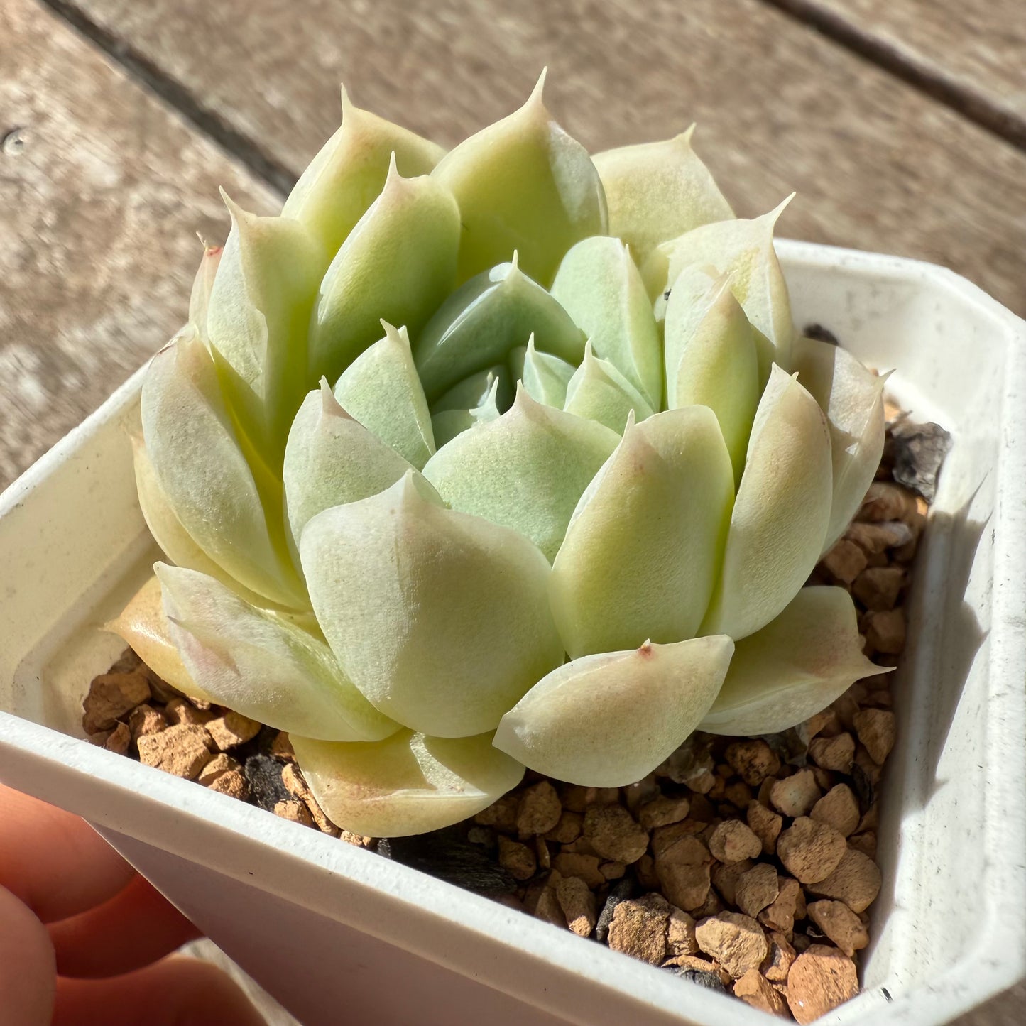 1803 Echeveria Malgan