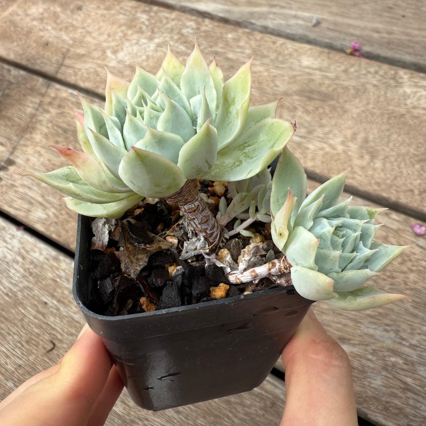 1103 月亮仙子 (群)