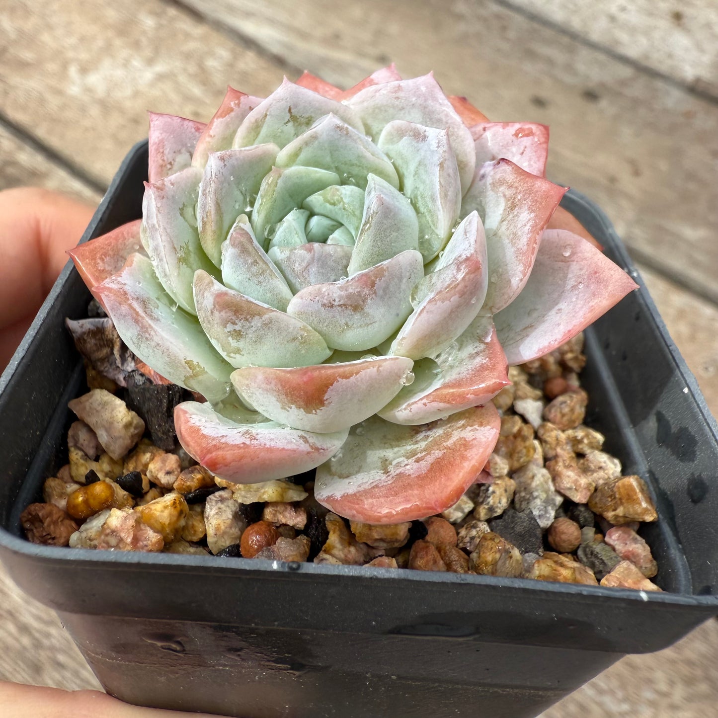 1103 Echeveria Pink Rose
