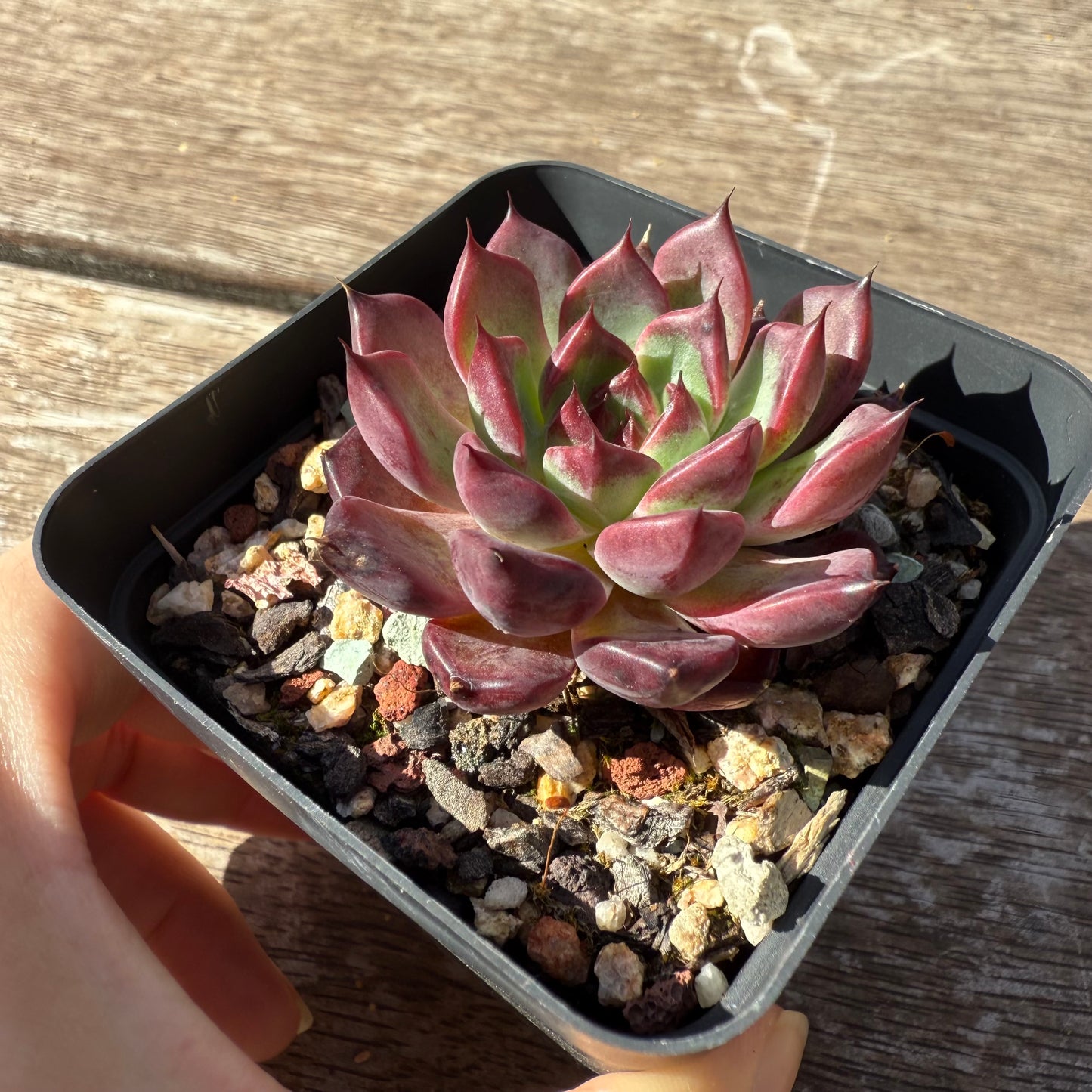 1803 Echeveria Queen Margot