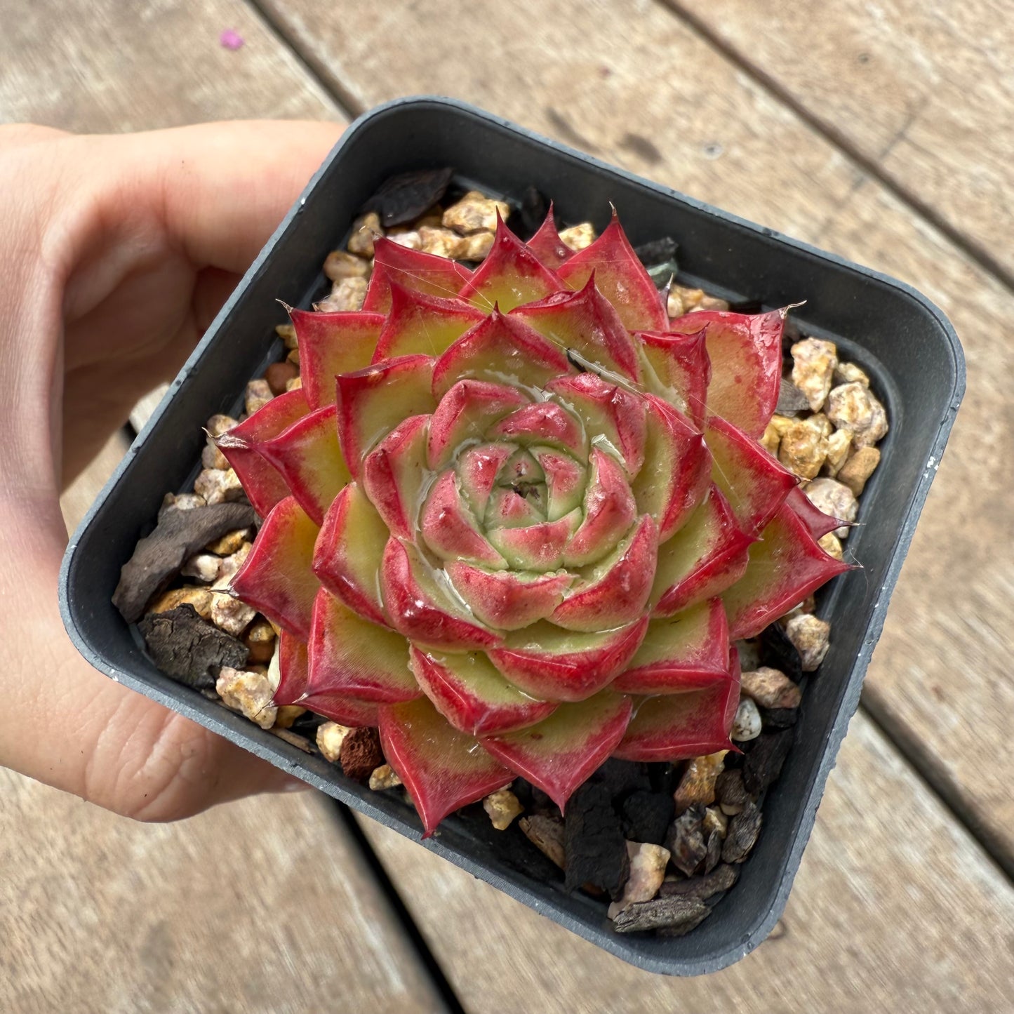 1103 Echeveria 'Queen Red' - korean form