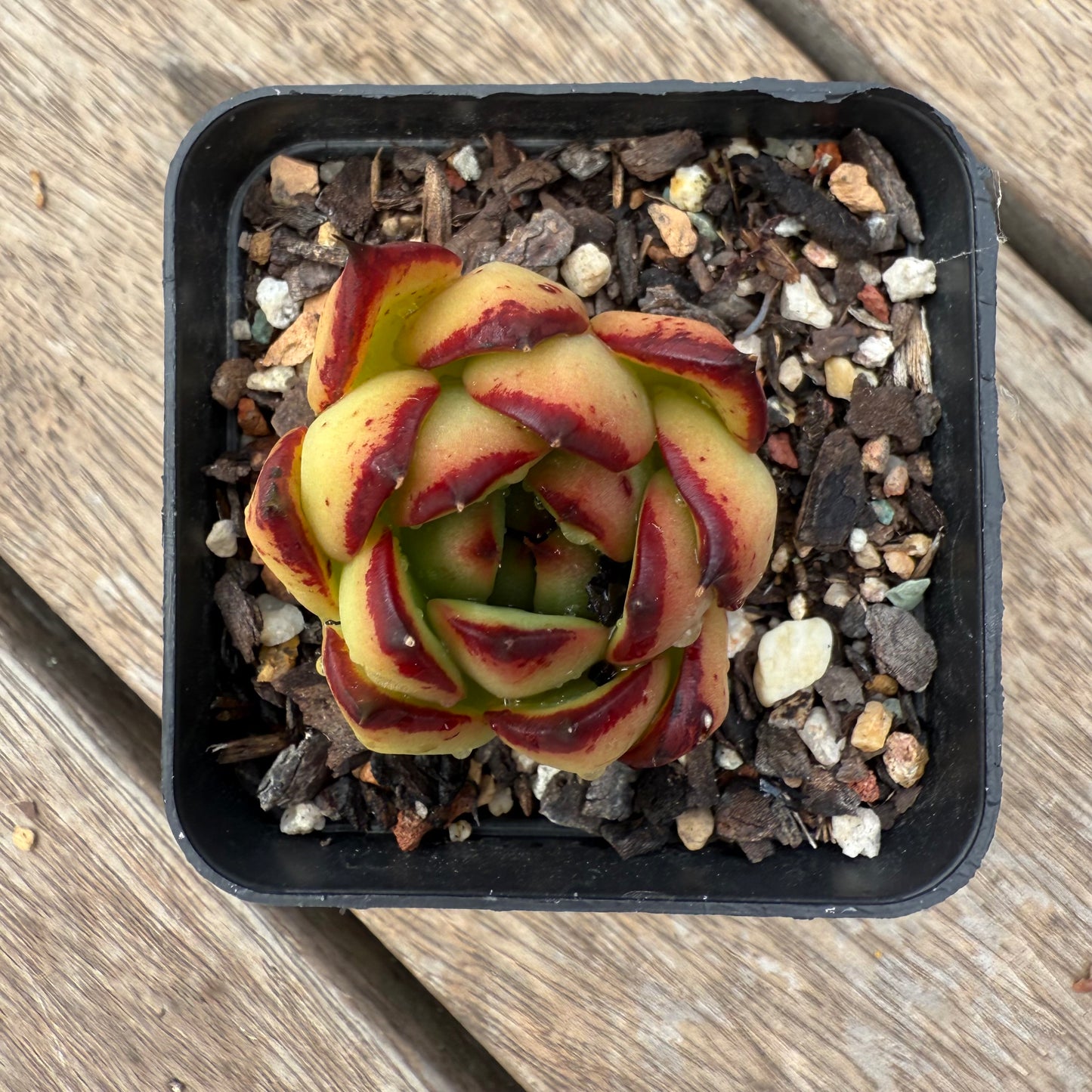1103 Echeveria Red Ebony