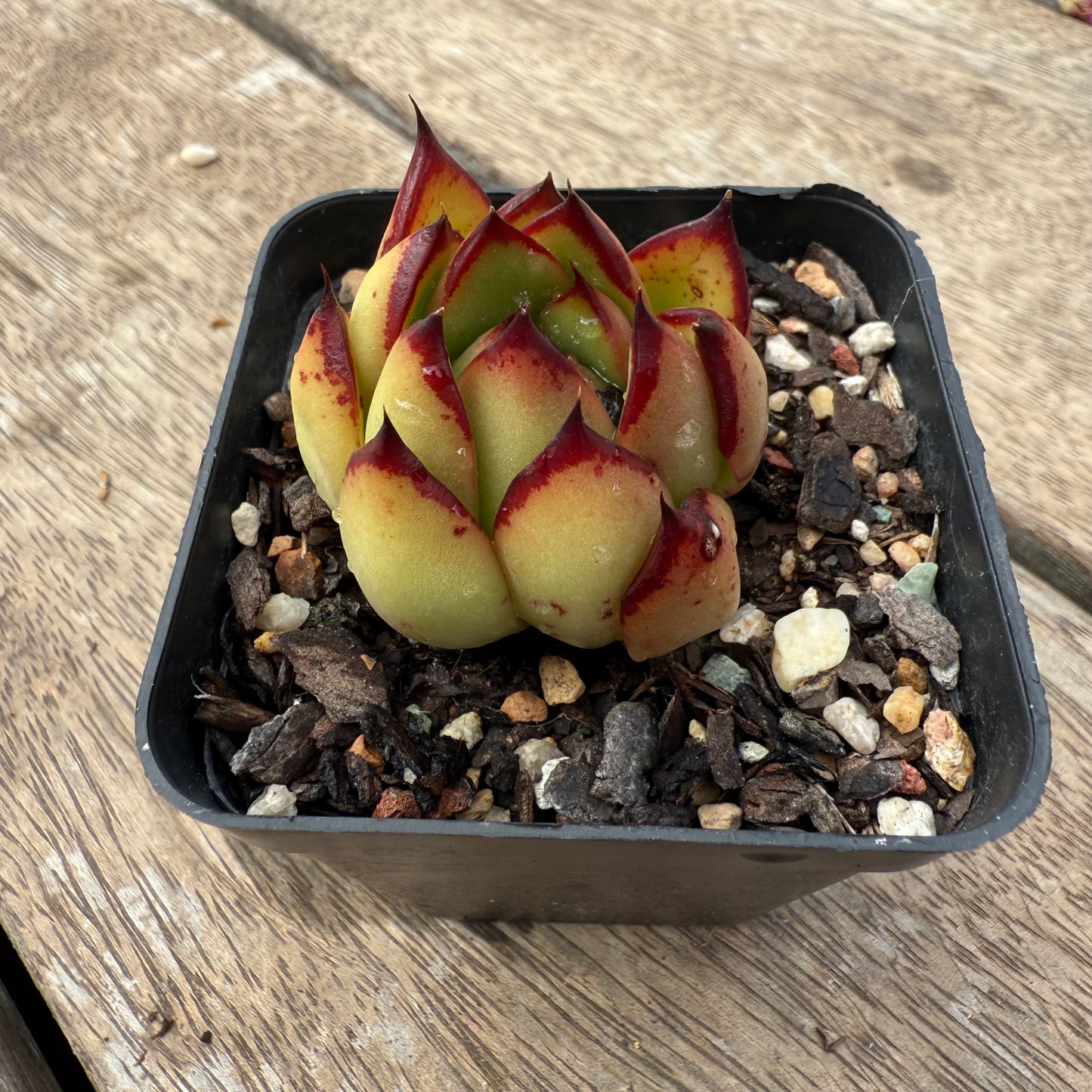 1103 Echeveria Red Ebony