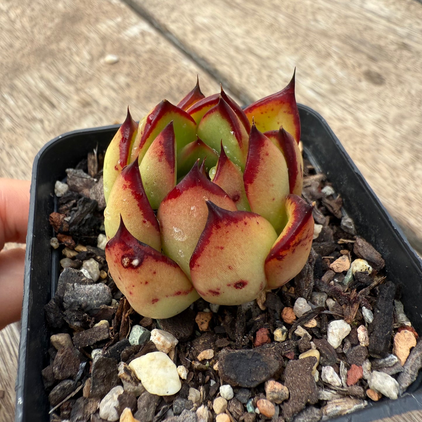 1103 Echeveria Red Ebony