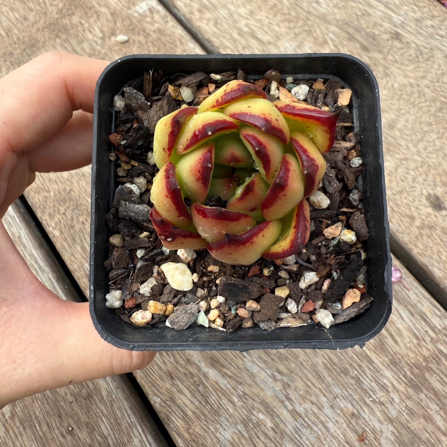 1103 Echeveria Red Ebony