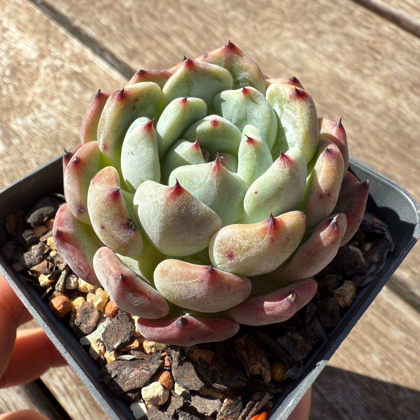 1803 Echeveria Viant