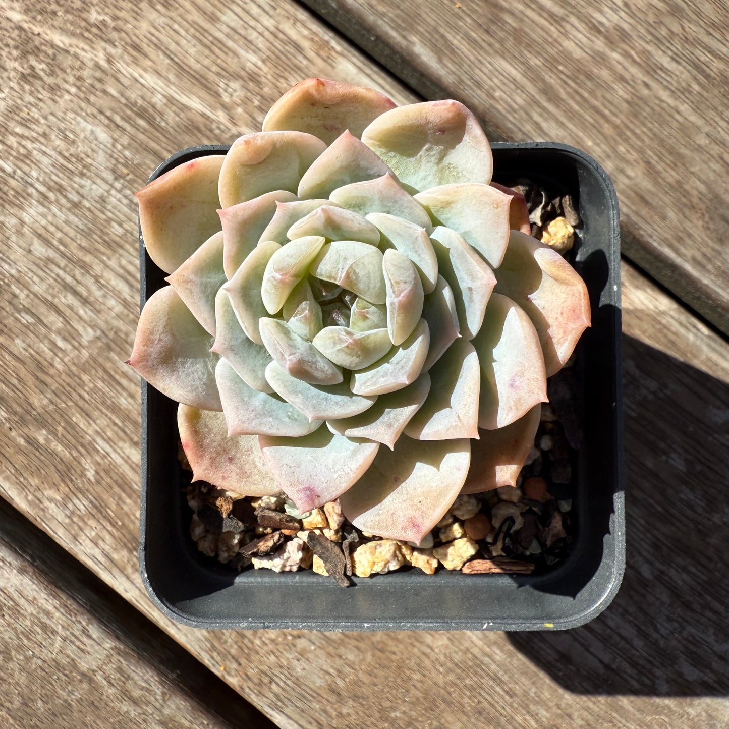 1103 Echeveria 'Apparition' Korean Form