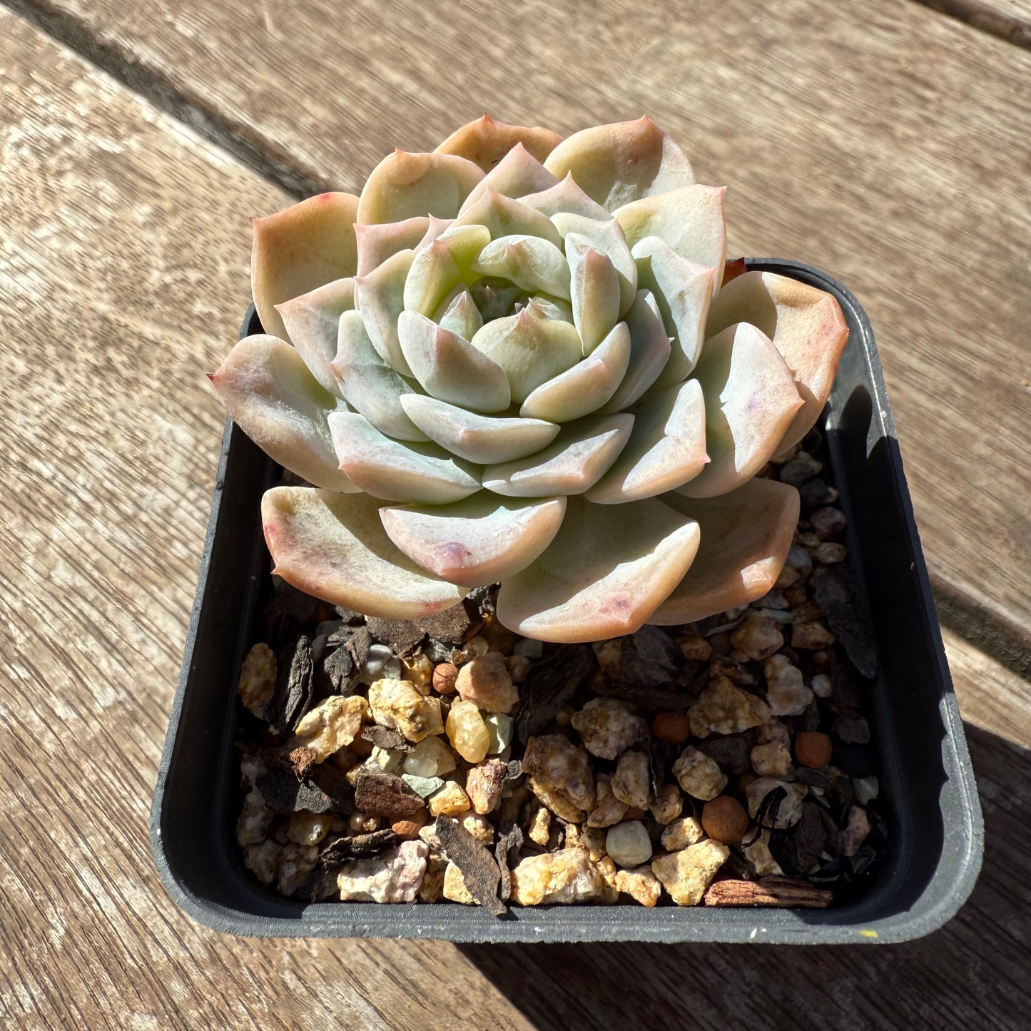 1103 Echeveria 'Apparition' Korean Form