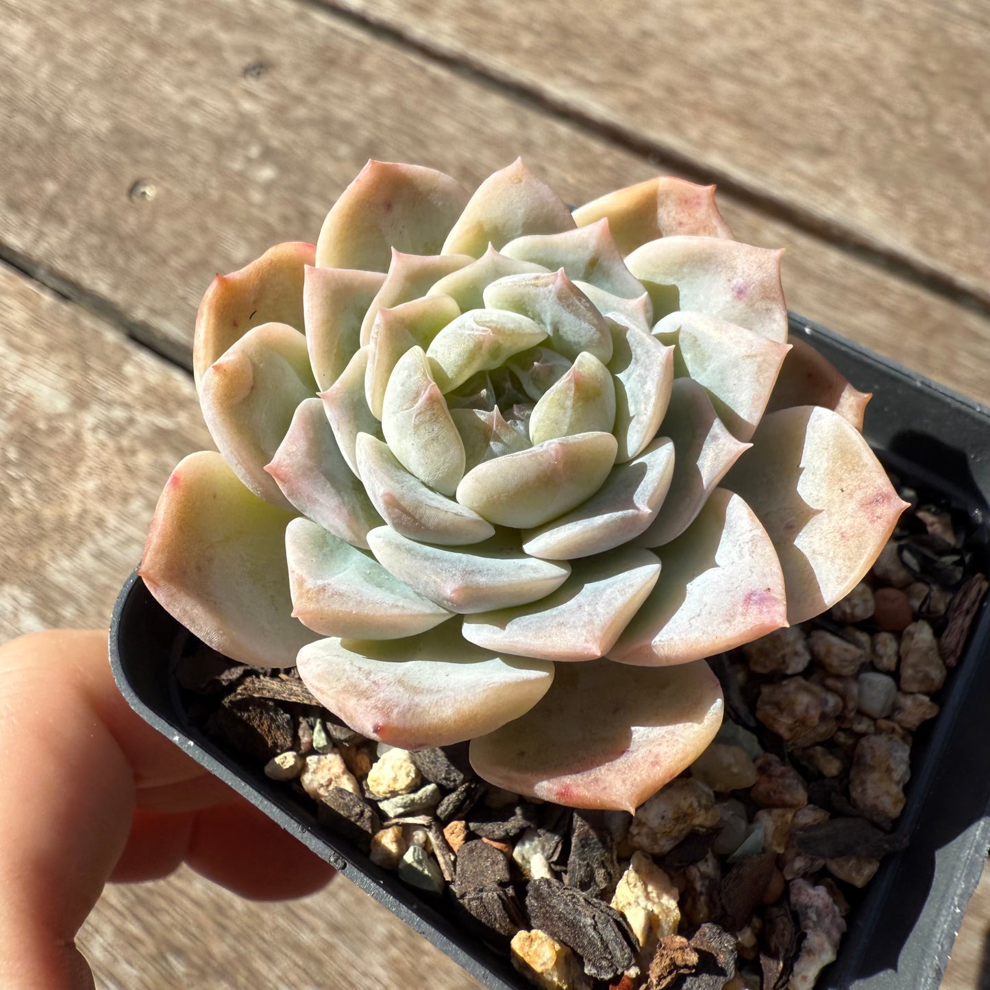 1103 Echeveria 'Apparition' Korean Form