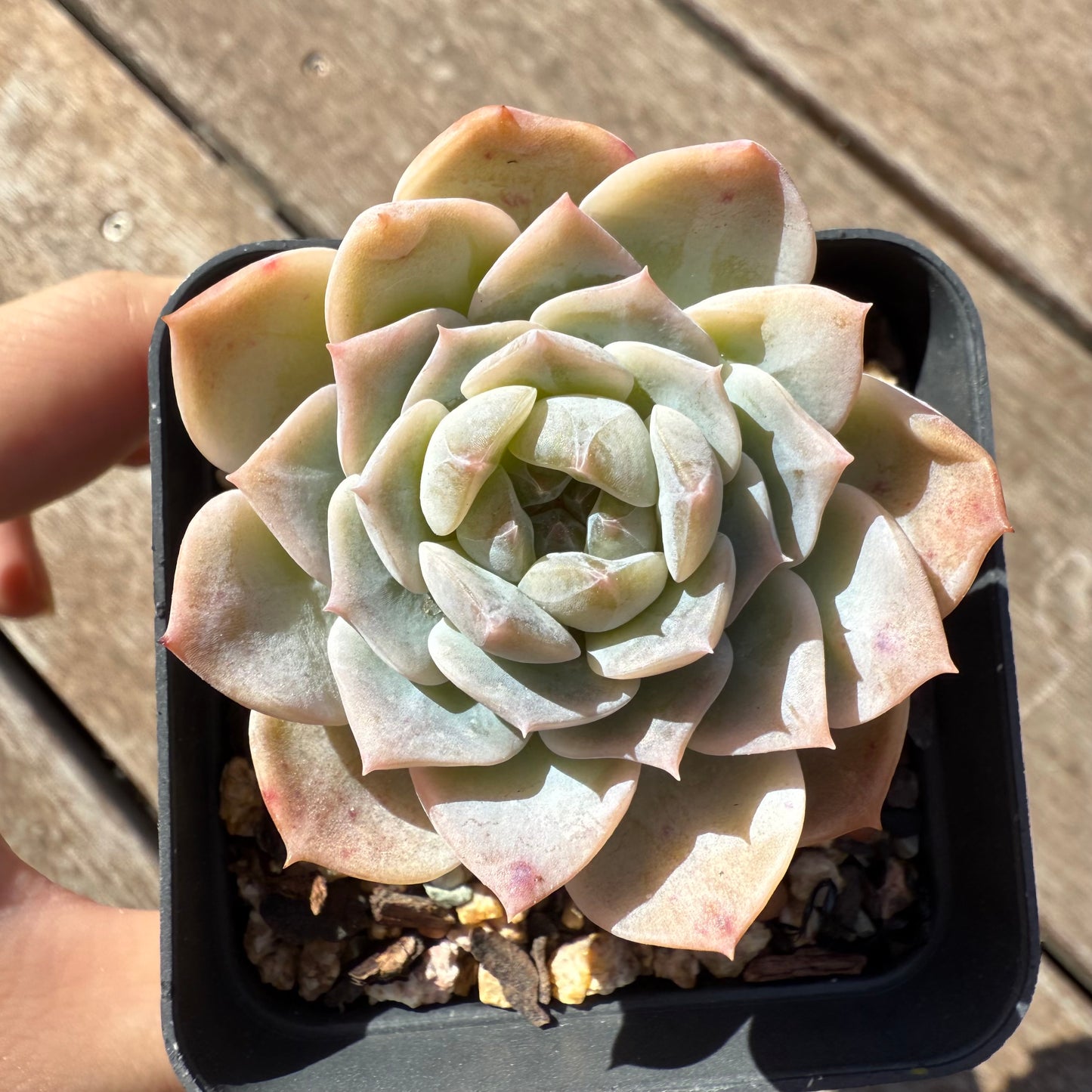 1103 Echeveria 'Apparition' Korean Form