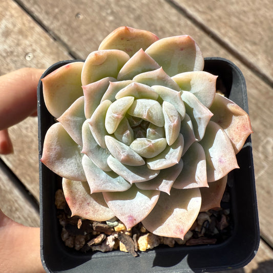 1103 Echeveria 'Apparition' Korean Form