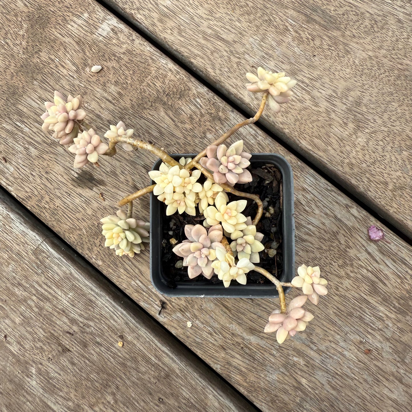 1103 Graptopetalum Mirinae Variegated