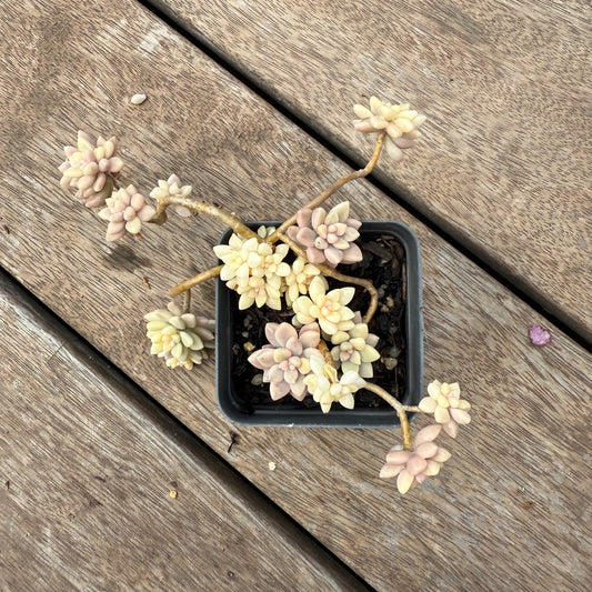 1103 Graptopetalum Mirinae Variegated