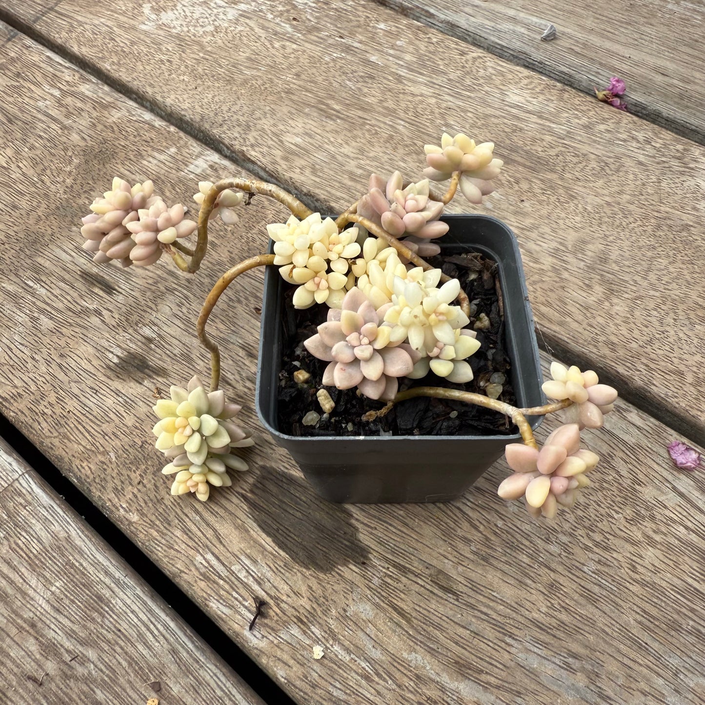 1103 Graptopetalum Mirinae Variegated