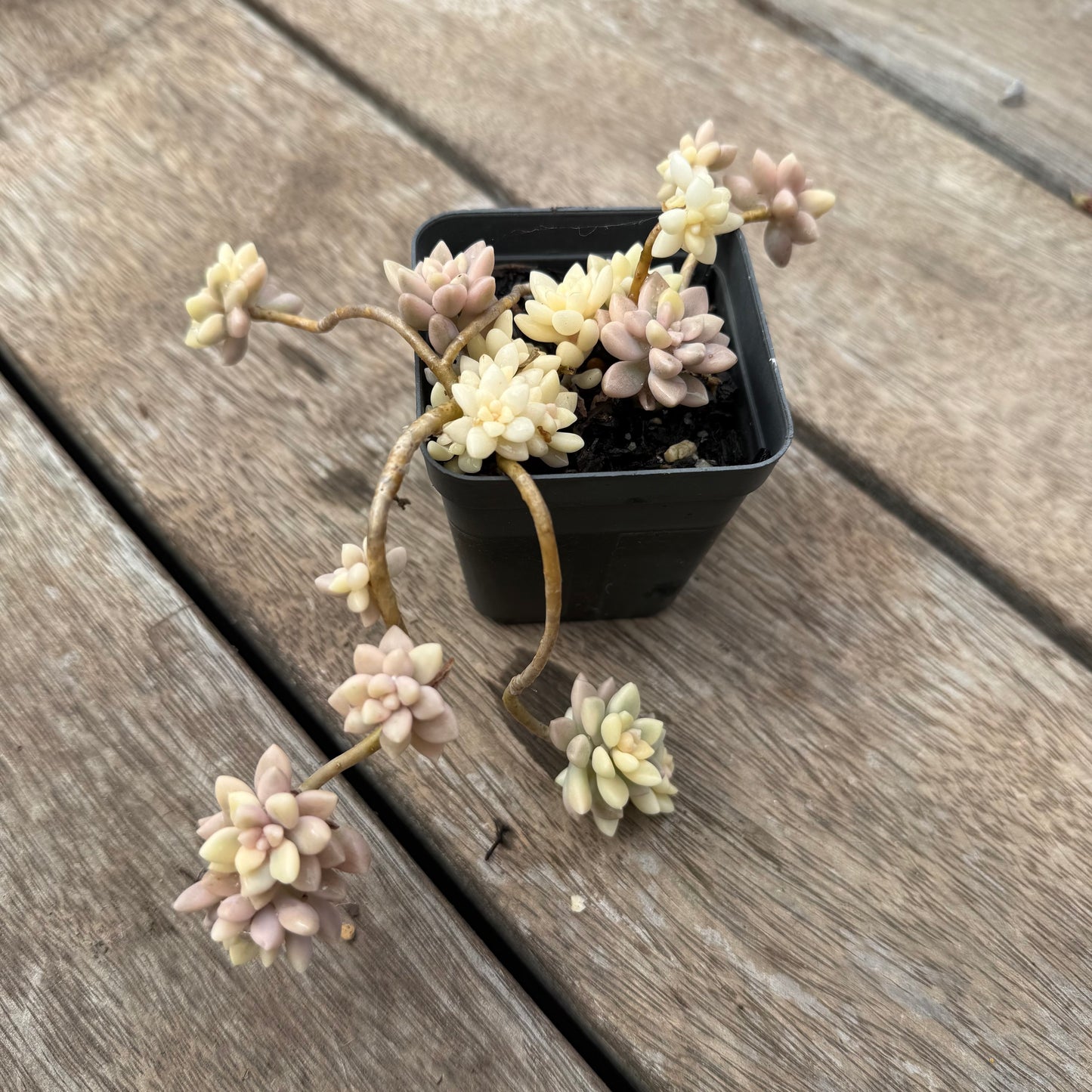 1103 Graptopetalum Mirinae Variegated