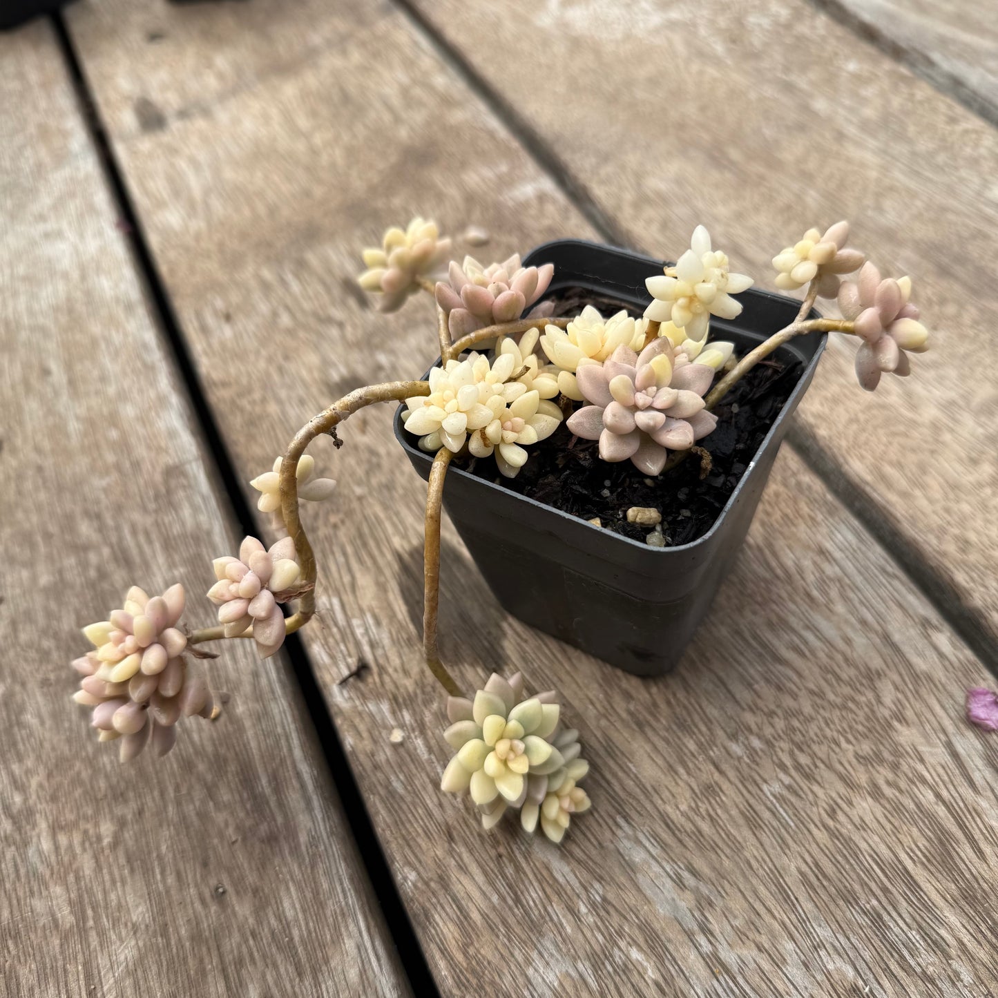 1103 Graptopetalum Mirinae Variegated