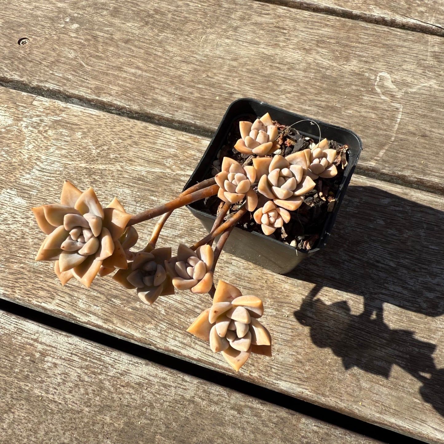 1803 Graptoveria Rose Queen