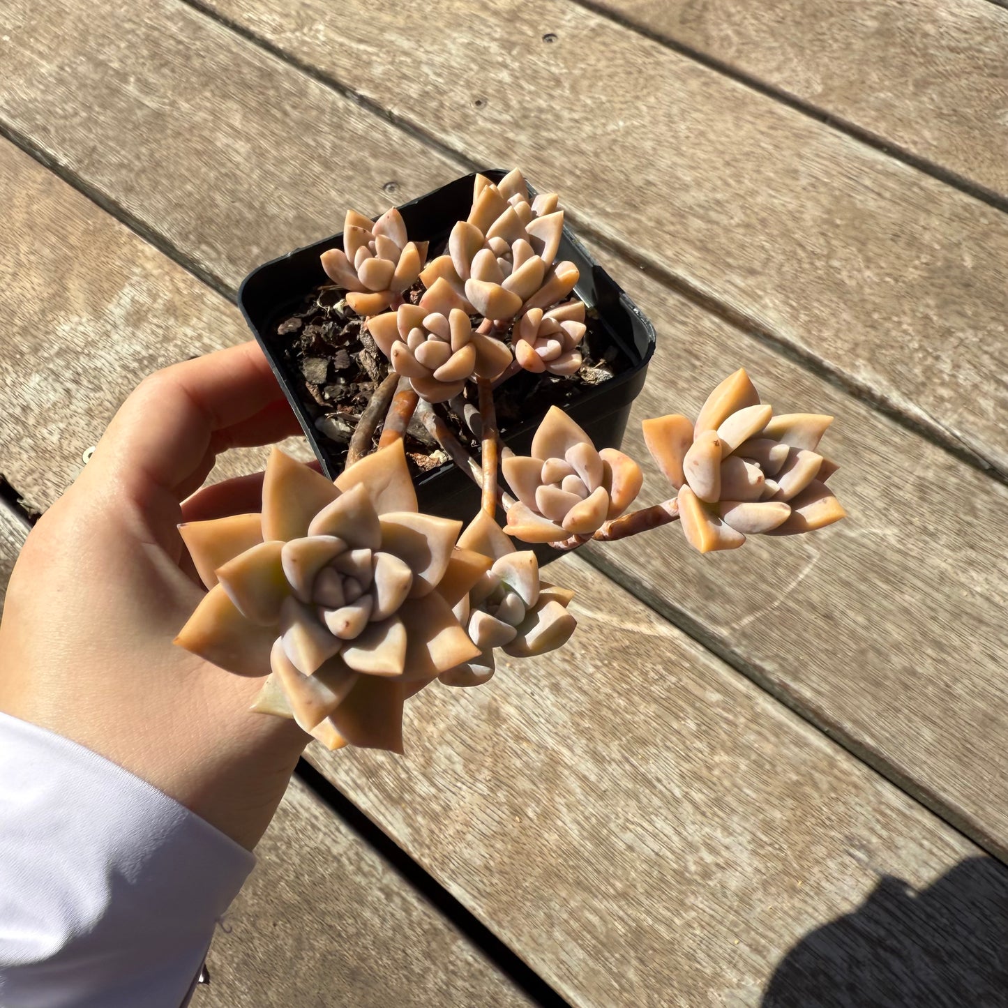 1803 Graptoveria Rose Queen