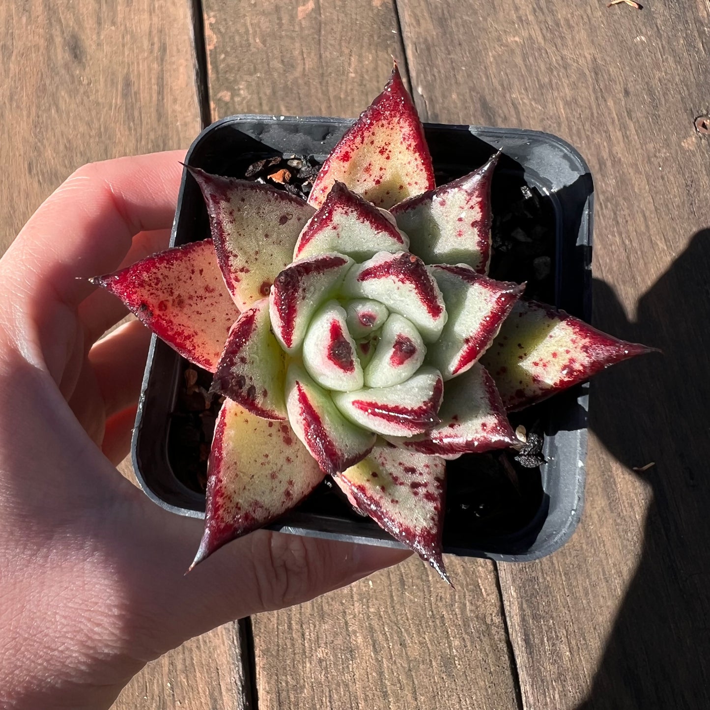 1106 Echeveria Agavoides Ebony