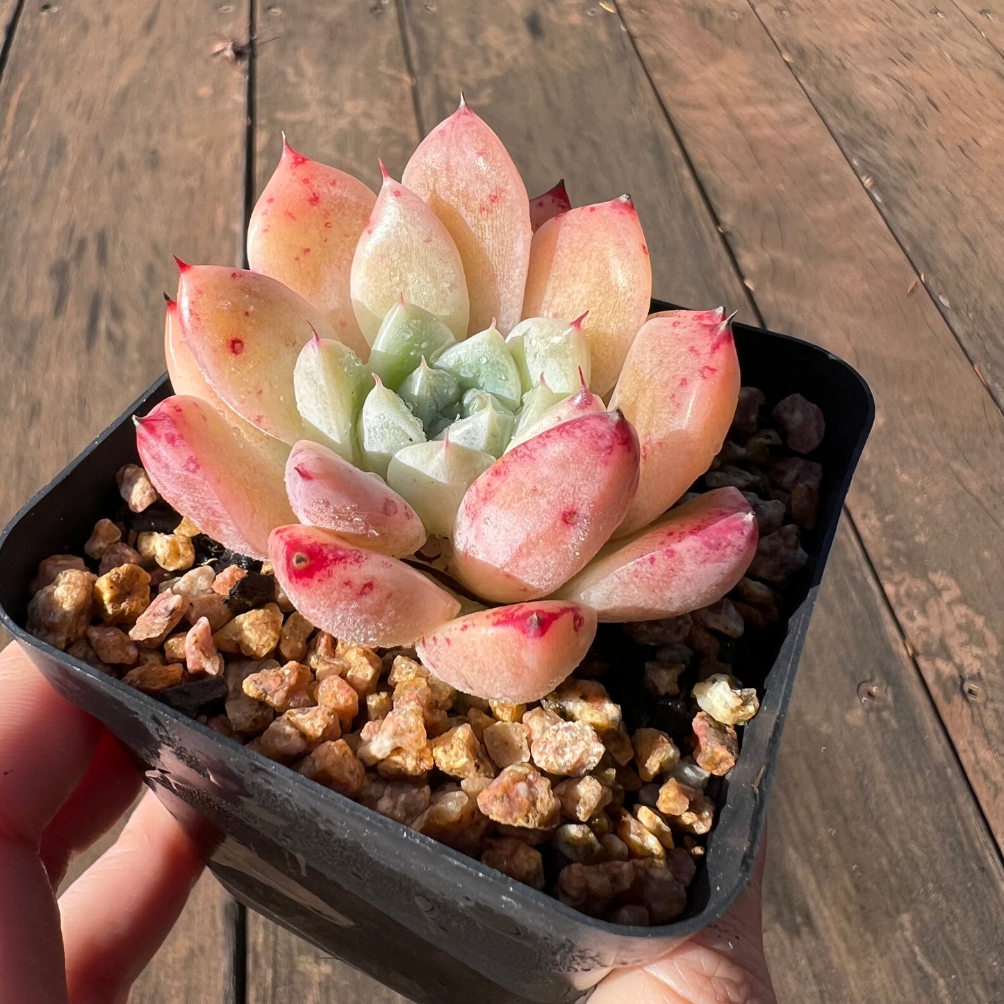 1106 Echeveria Alba 'Rumengling'