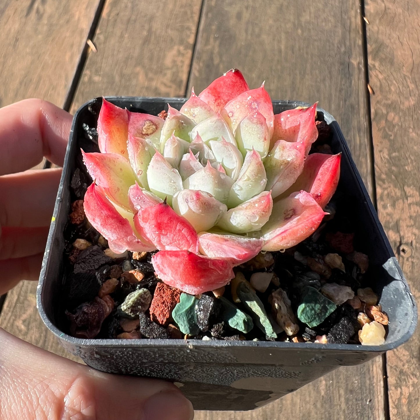 1106 Echeveria Barbie Doll