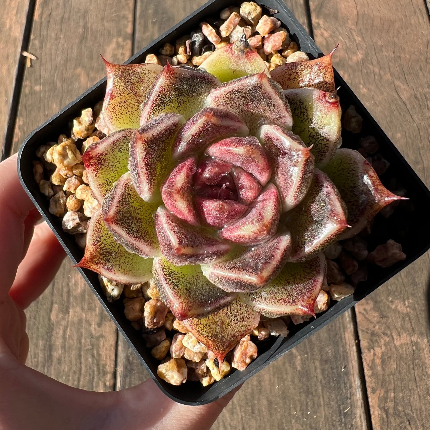 0204 Echeveria Black Crystal