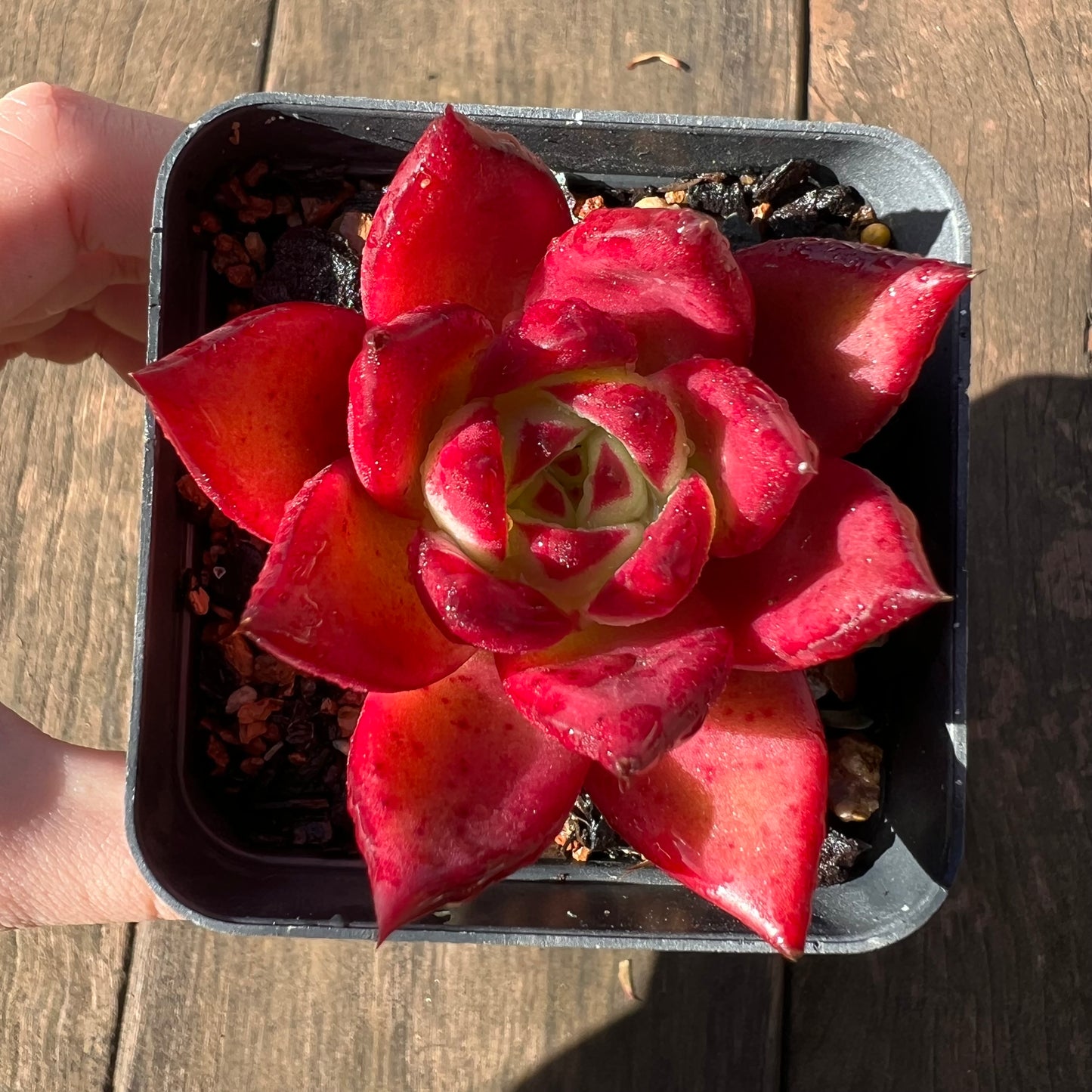 1106 Echeveria Cayenne