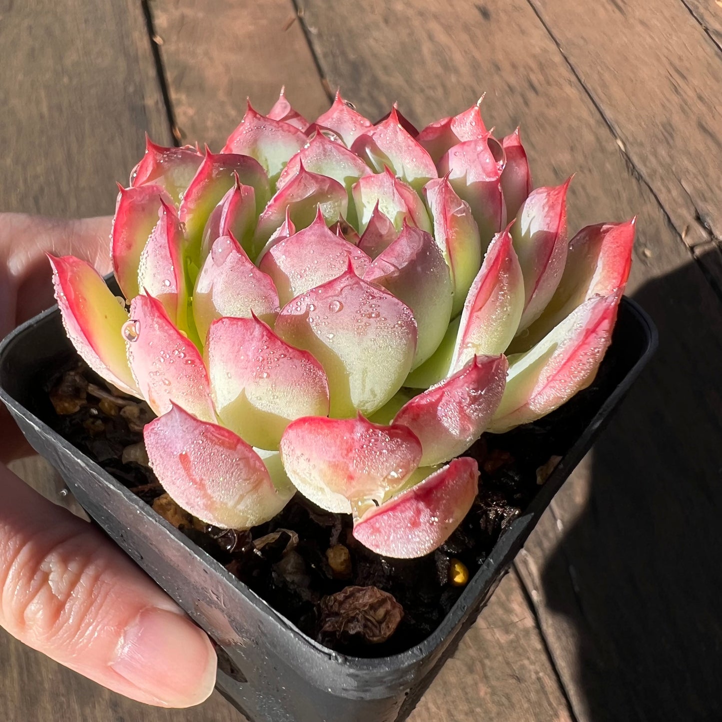 1106 Echeveria Cherry